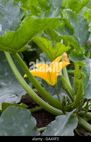 Cucurbita pepo plant and flower growing outdoors in the vegetable garden. Stock Photo