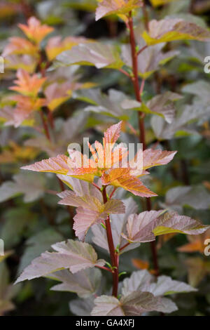 Physocarpus opulifolius Diable D'Or leaves in early summer. Stock Photo