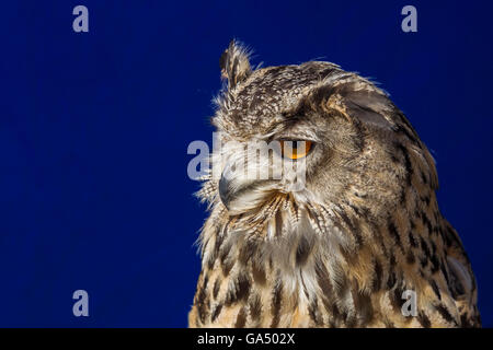Eurasian Eagle Owl Bubalus (bubalis), Stratford upon Avon. Stock Photo
