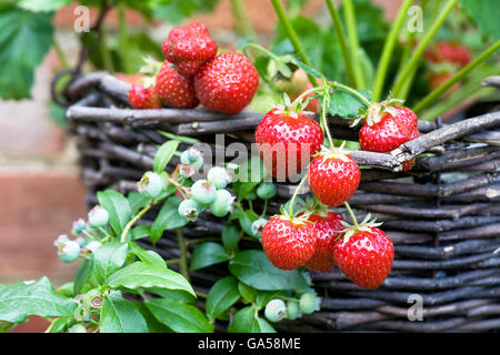 Strawberries growing in a hanging basket. Stock Photo