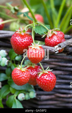 Strawberries growing in a hanging basket. Stock Photo