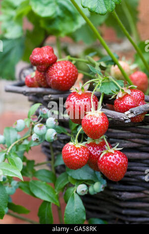 Strawberries growing in a hanging basket. Stock Photo