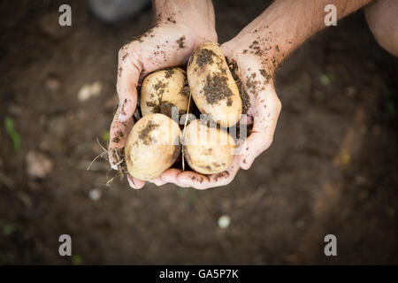 Cropped image of gardener holding dirty fresh potatoes at farm Stock Photo