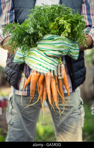 Midsection of worker holding fresh carrots bunch at farm Stock Photo