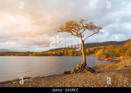 Loch Lomond, Scotland - lone autumn tree at Millarochy Bay beach at sunset with red canoe Stock Photo