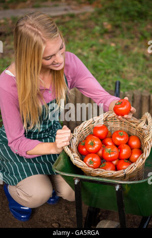 High angle view of happy gardener looking at fresh tomatoes in basket at garden Stock Photo