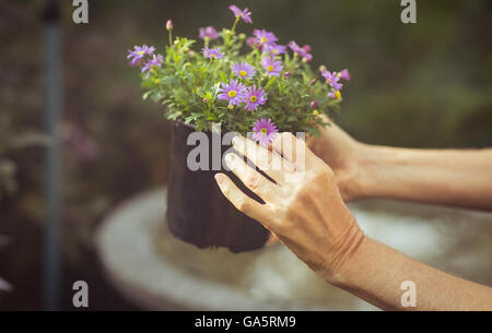 Cropped image of gardener holding potted flowers Stock Photo