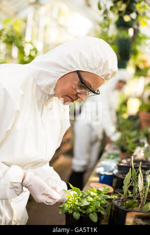 Side view of female scientist examining potted plant Stock Photo