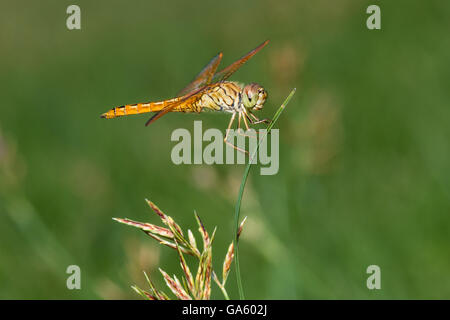 Dragonfly perched on a green grass leaves Stock Photo
