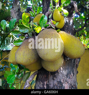 Ripe breadfruit  on a tree Stock Photo