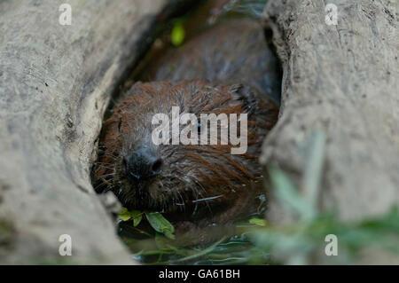 European Beaver, Rosenheim, Bavaria, Germany, Europe / (Castor fiber) Stock Photo