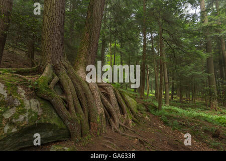 OLD GROWTH WHITE PINE AND HEMLOCK TREES LONGFELLOW TRAIL FOREST CATHEDRAL NATIONAL NATURAL LANDMARK COOK FOREST PENNSYLVANIA USA Stock Photo