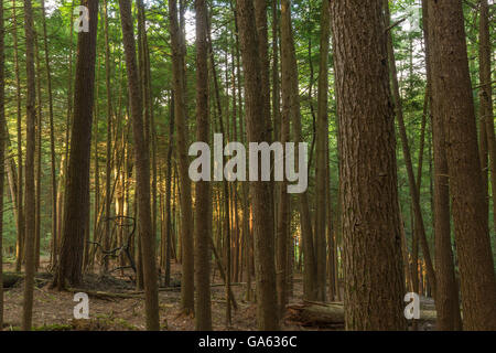 OLD GROWTH WHITE PINE AND HEMLOCK TREES ANCIENT FOREST TRAIL FOREST CATHEDRAL NATIONAL NATURAL LANDMARK COOK FOREST PENNSYLVANIA Stock Photo