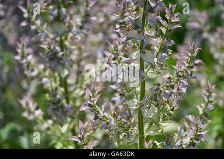 Salvia sclarea, clary,clary sage in full bloom Stock Photo