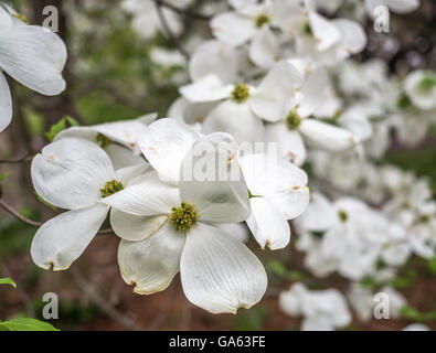Cornus is a genus of woody plants in the family Cornaceae, commonly known as dogwoods Stock Photo