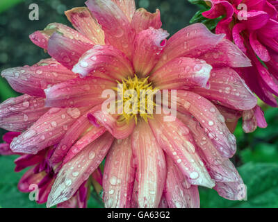 Dahlia  is a genus of bushy, tuberous, herbaceous perennial plants. A member of the Asteraceae or Compositae Stock Photo