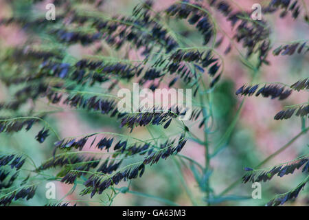 Isatis tinctoria dyer's woad glastum seedheads Stock Photo