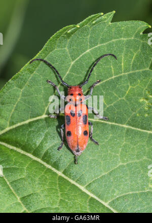 longhorn beetles,Cerambycidae; also known as long-horned or longhorn beetles or longicorns,insect,beetle,leaf,summer,plant Stock Photo