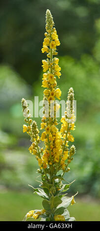 Verbascum nigrum black dark mullein inflorescence Stock Photo