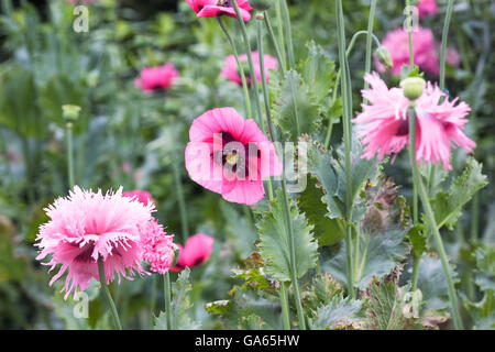 Papaver somniferum. Pink poppies in an English garden. Stock Photo