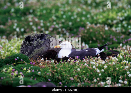 Lesser Black Backed Gull (Larus fuscus) on nest amid the Pink thrift (Armeria maritima) flowers - Isle of May/Scotland Stock Photo