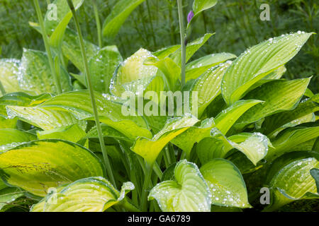 Gold and green variegated foliage of Hosta 'Gold Standard' Stock Photo