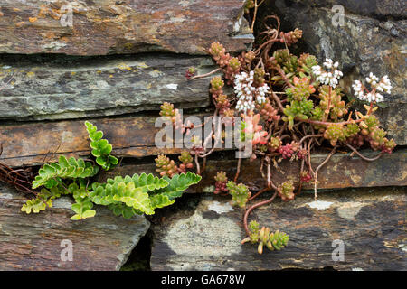Rusty back fern, Asplenium cetarach, and white stonecrop, Sedum album. occupy adjacent crevices in a drystone wall. Stock Photo