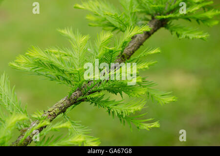 Swamp Cypress or Bald Cypress [Taxodium distichum] deciduous needles, UK. June Stock Photo