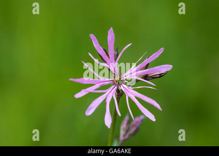 Ragged-Robin flowers, Lychnis flos-cuculi, blooming in a meadow with bright colors and natural sunlight. Stock Photo