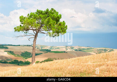 Lonely tree on top of the hill, Tuscany Italy. Stock Photo