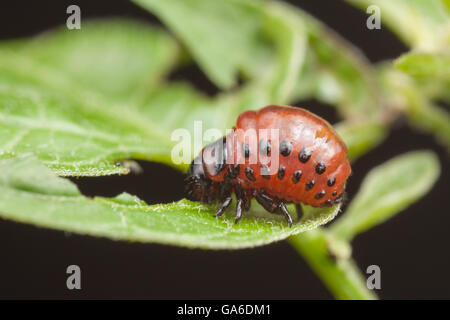 A Colorado Potato Beetle (Leptinotarsa decemlineata) larva eats a leaf. Stock Photo