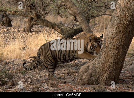 The image of Tiger ( Panthera tigris ) T57 was taken in Ranthambore, India Stock Photo