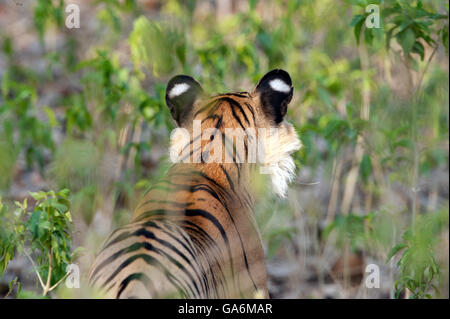 The image of Tiger ( Panthera tigris ) T84, Arrowhead was taken in Ranthambore, India Stock Photo