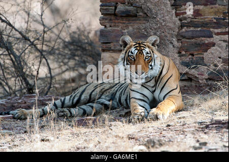 The image of Tiger ( Panthera tigris ) T84, Arrowhead was taken in Ranthambore, India Stock Photo