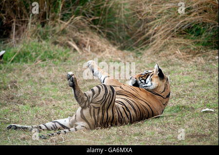 The image of Tiger ( Panthera tigris ) T85 or Pacman was taken in Ranthambore, India Stock Photo