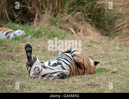 The image of Tiger ( Panthera tigris ) T85 or Pacman was taken in Ranthambore, India Stock Photo