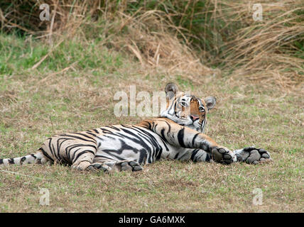 The image of Tiger ( Panthera tigris ) T85 or Pacman was taken in Ranthambore, India Stock Photo