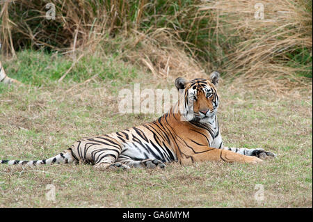 The image of Tiger ( Panthera tigris ) T85 or Pacman was taken in Ranthambore, India Stock Photo