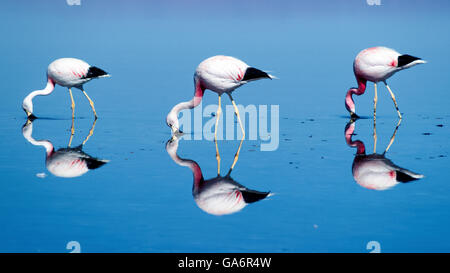 Amazing reflection of three flamingos Stock Photo