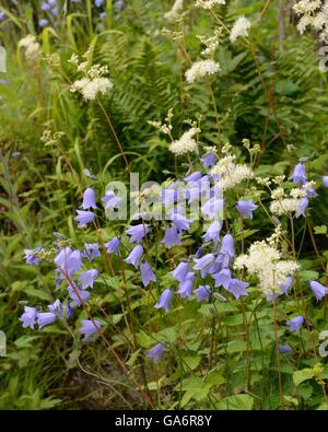 Scottish bluebells (Harebell) growing wild. Campanula rotundifolia Stock Photo