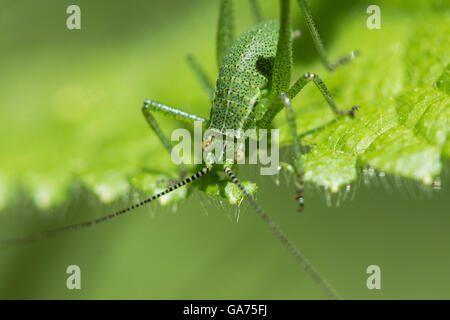 Speckled bush-cricket (Leptophyes punctatissima) eating. Juvenile insect in the family Tettigoniidae, feeding on leaf Stock Photo