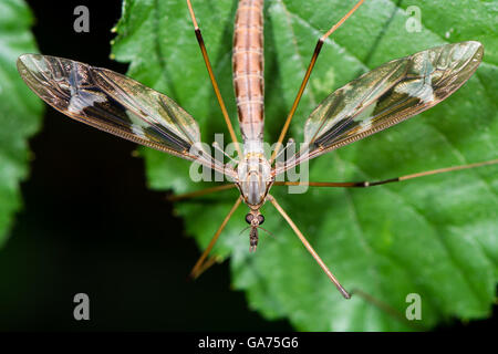 Tipula maxima cranefly. Largest British crane-fly in the family Tipulidae, showing heavily patterned wings Stock Photo
