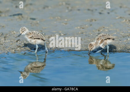 Saebelschnaebler (Recurvirostra avosetta) Stock Photo