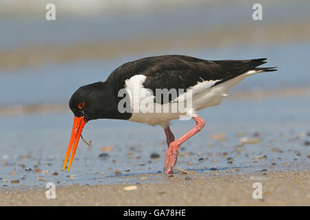 Austernfischer, Haematopus ostralegus, Eurasian Oystercatchers Stock Photo