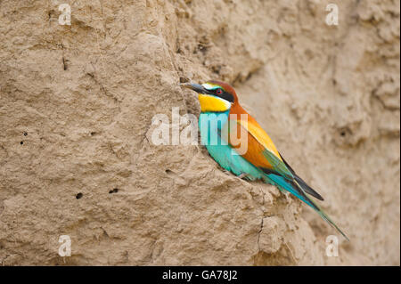Bienenfresser (Merops apiaster) European Bee Eater Stock Photo