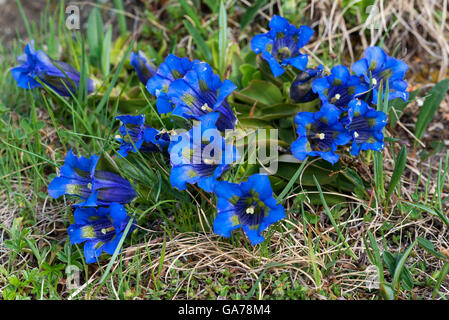 Enzian-staengelloser (Gentiana acaulis) Blue stemless Gentian Stock Photo