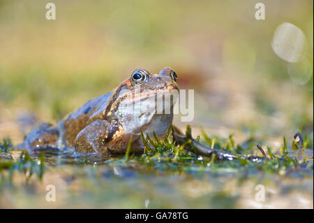 Grasfrosch (Rana temporaria) Grass Frog Stock Photo