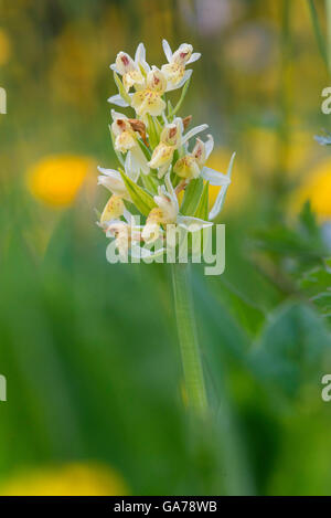 Holunder Knabenkraut (Dactylorhiza sambucina) Elder-flowered Orchid Stock Photo
