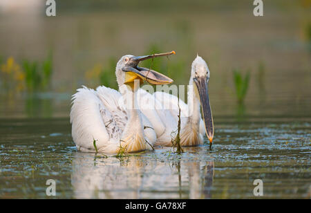 Krauskopfpelikan (Pelecanus crispus) Dalmatien Pelican Stock Photo