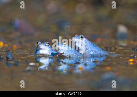 Moorfrosch (Rana arvalis) moor frog, NP Kalkalpen, Austria Stock Photo